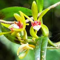 Trichoglottis longifolia Atthan., C.Bandara, N.L.Bandara & Kumar
